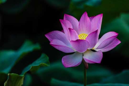 火绒安全病毒库更新流程图，展示从威胁发现到特征推送的完整链路，信息图表暖棕色调